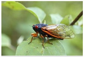 17-Year Cicadas are Coming