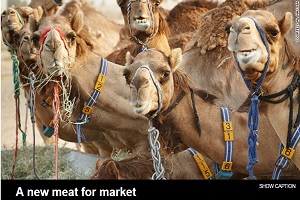 Camel meat